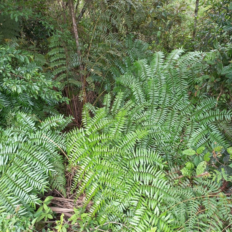 Cyathea feeana photo 4