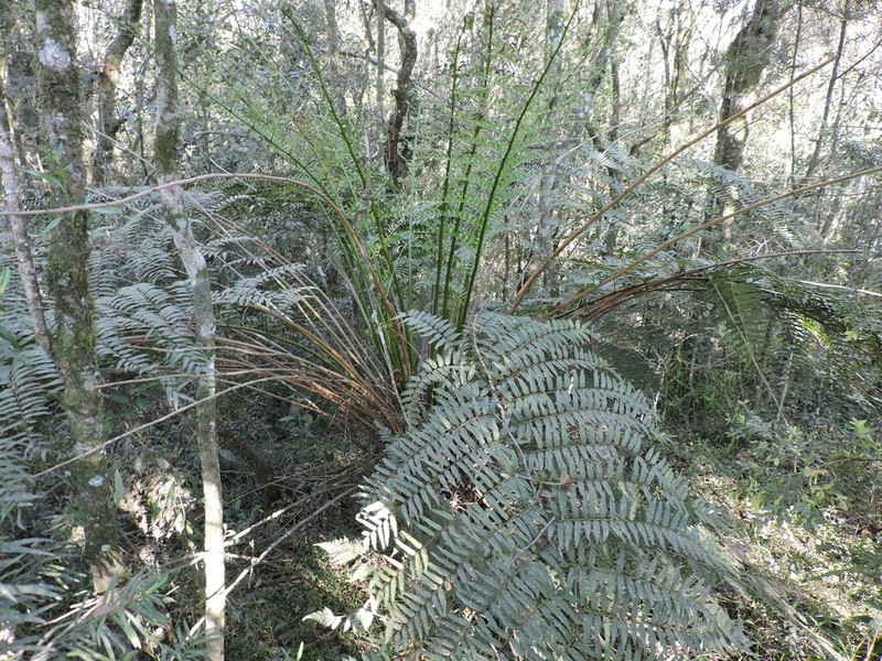 Cyathea feeana photo 5