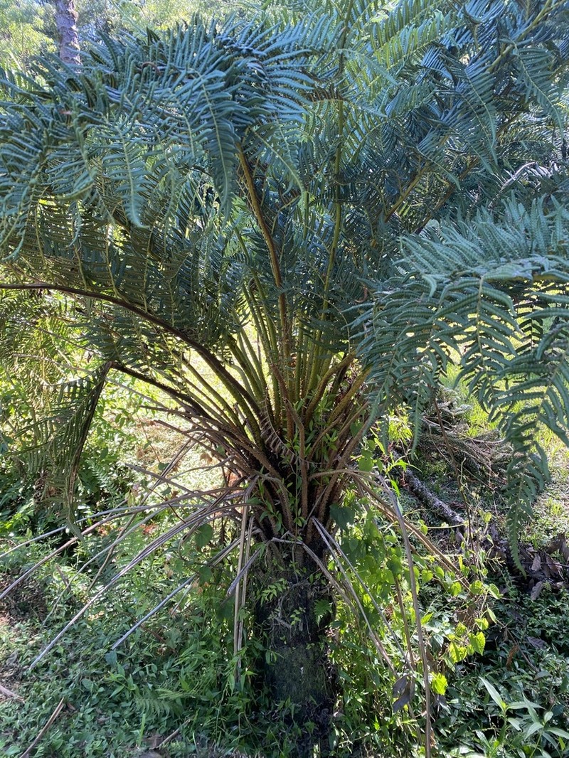 Cyathea feeana photo 6