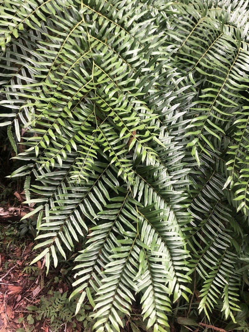 Cyathea feeana photo 7