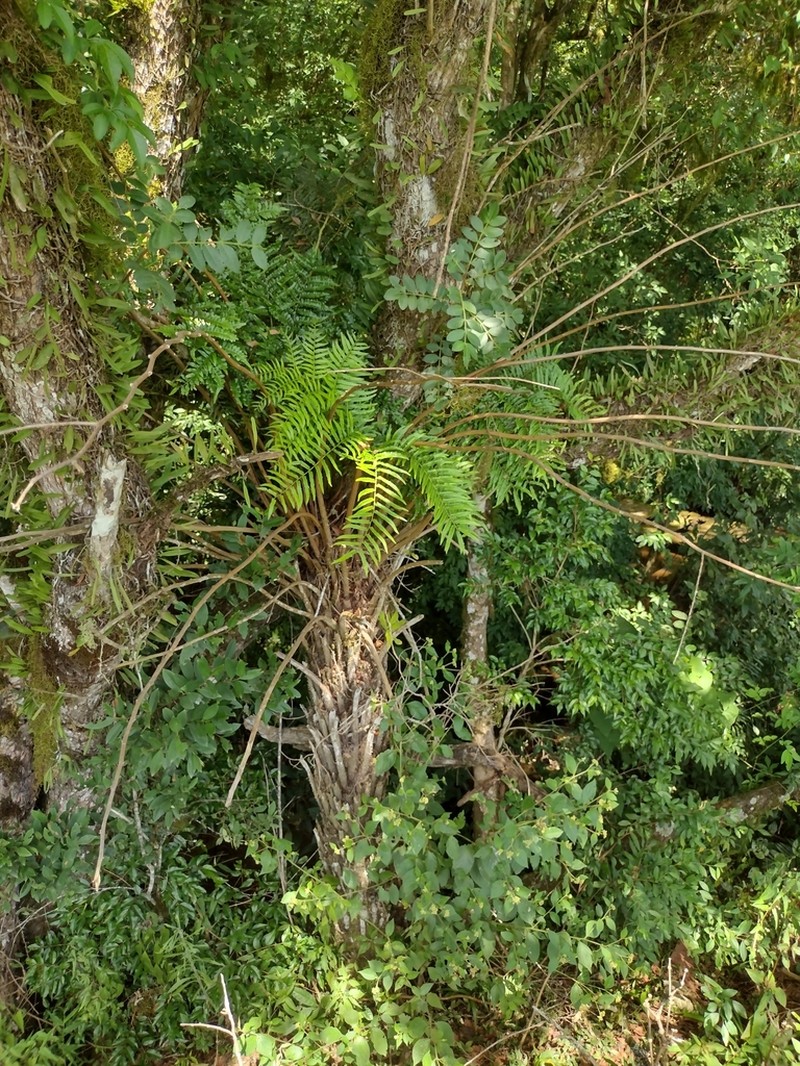 Cyathea feeana photo 8