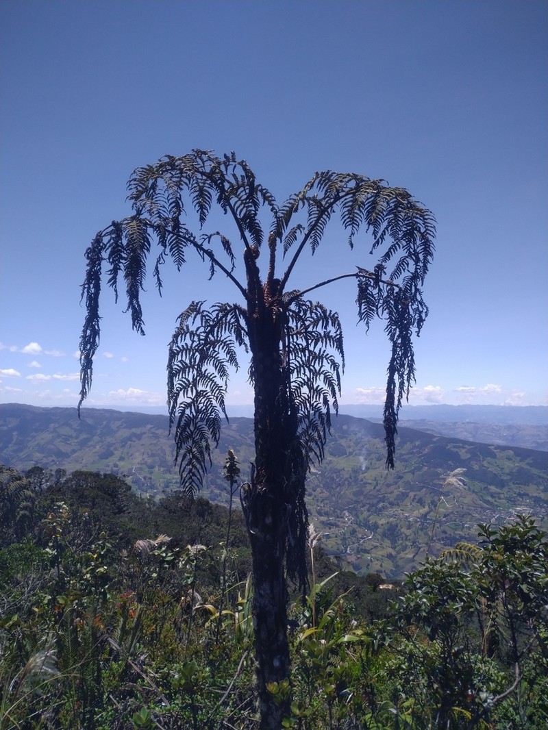 Cyathea frigida