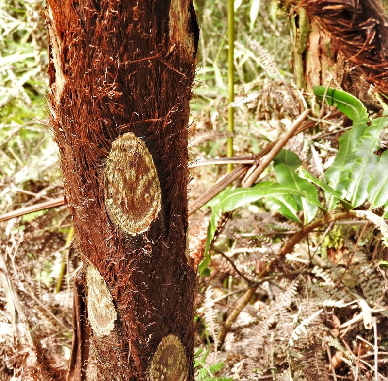 Cyathea frigida photo 2