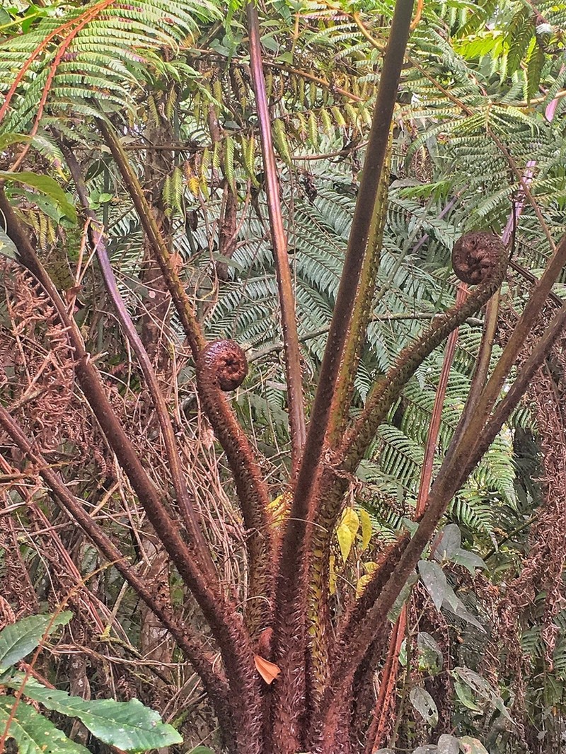 Cyathea frigida photo 3