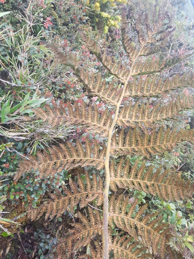 Cyathea frigida photo 4