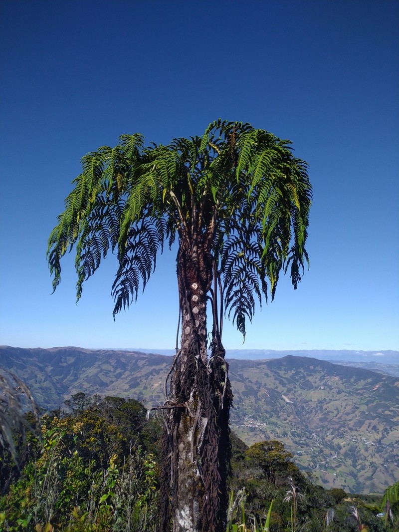 Cyathea frigida photo 5