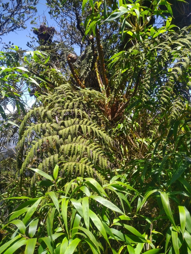 Cyathea frigida photo 6
