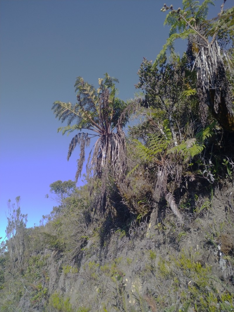 Cyathea frigida photo 7