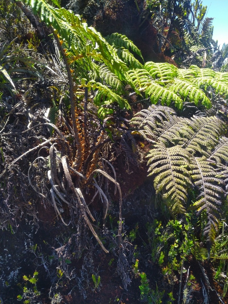 Cyathea frigida photo 8