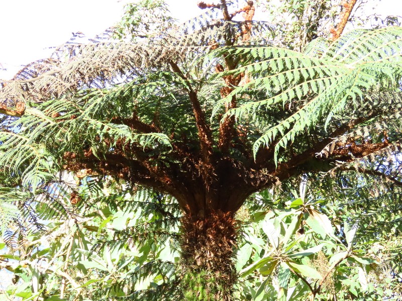 Cyathea frondosa
