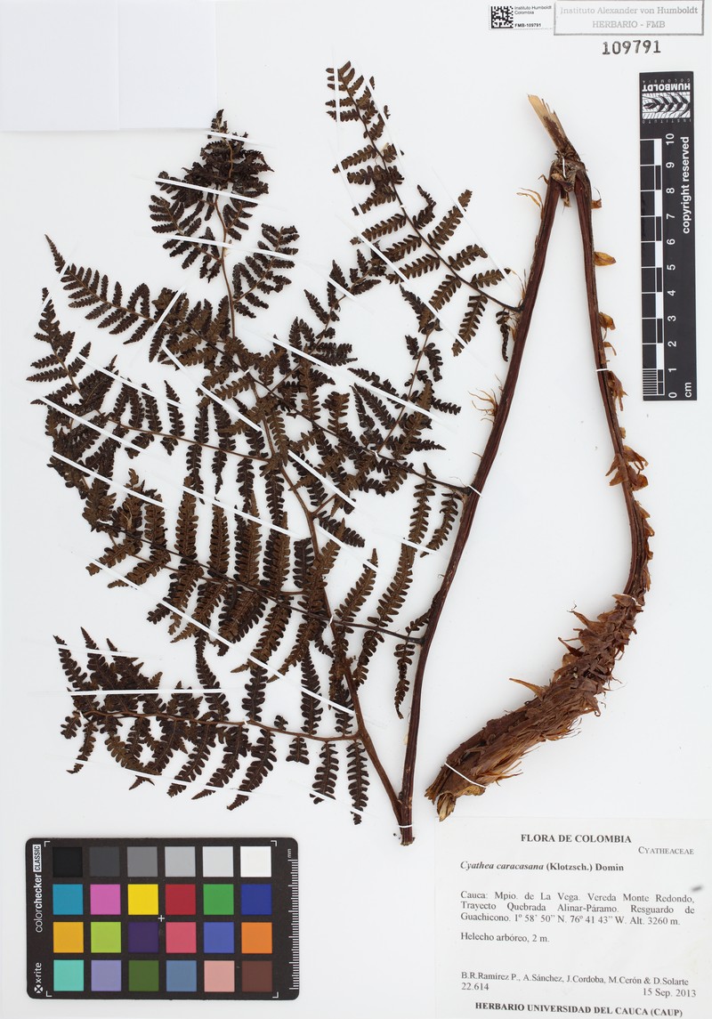 Cyathea frondosa photo 2