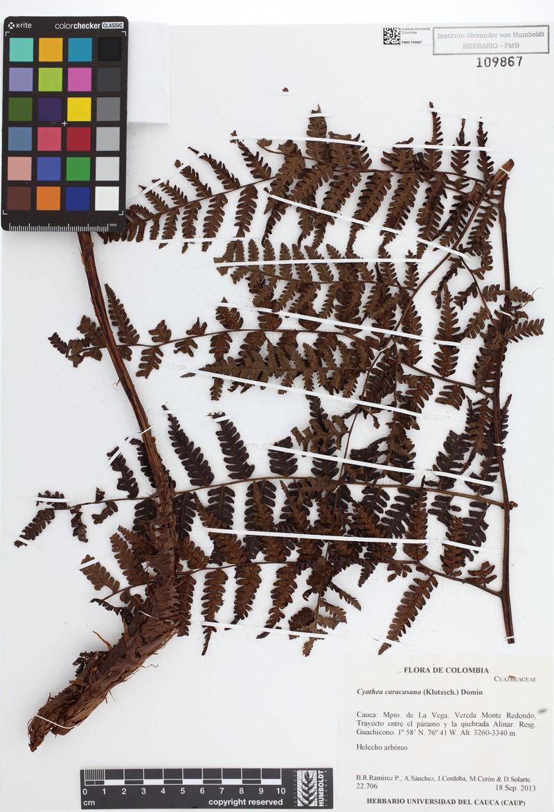 Cyathea frondosa photo 3