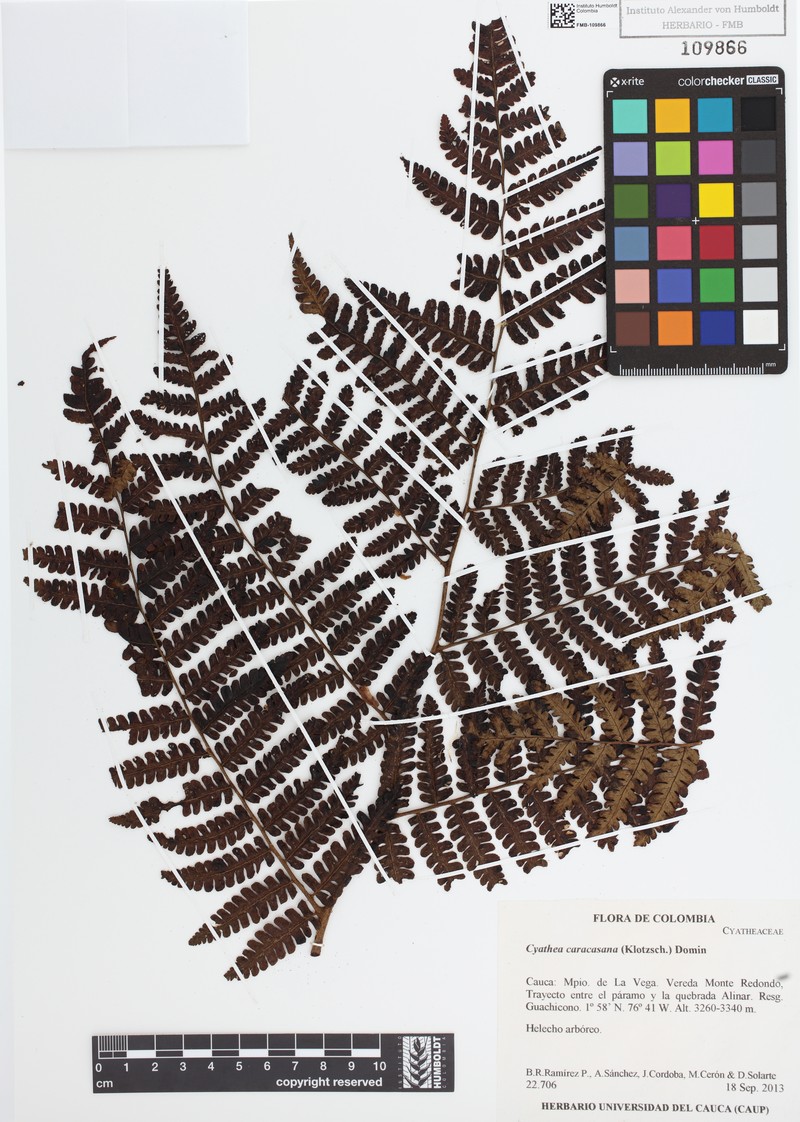 Cyathea frondosa photo 4