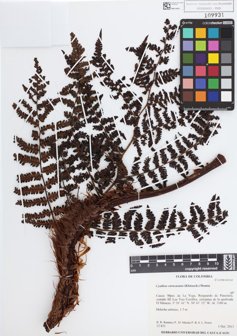 Cyathea frondosa photo 5