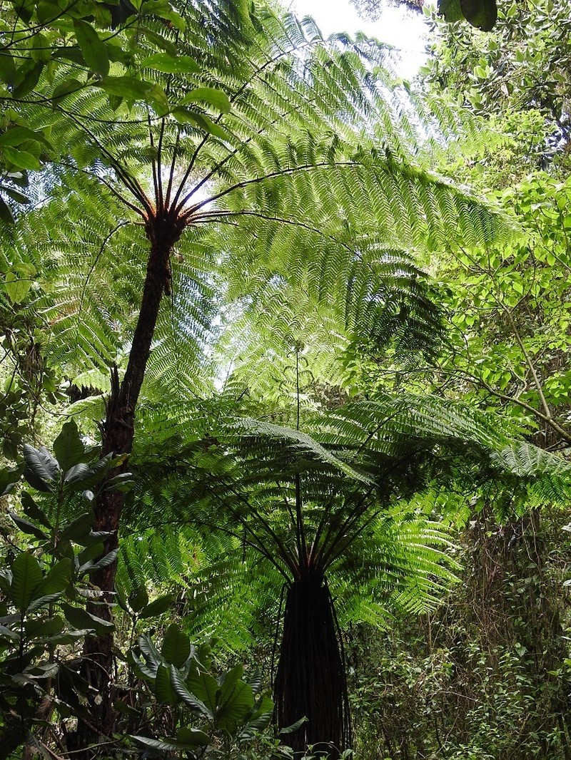 Cyathea fulva