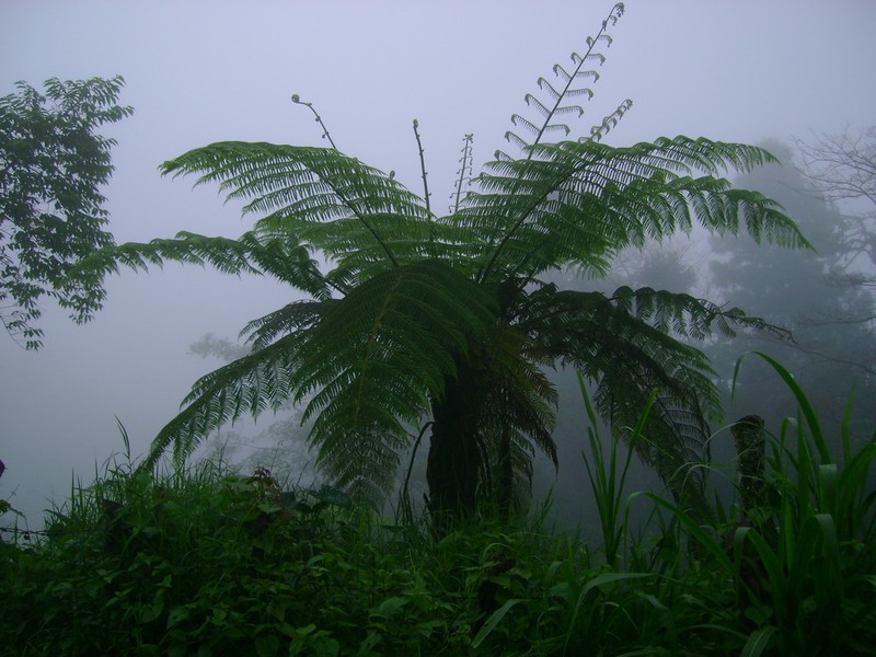 Cyathea fulva photo 2