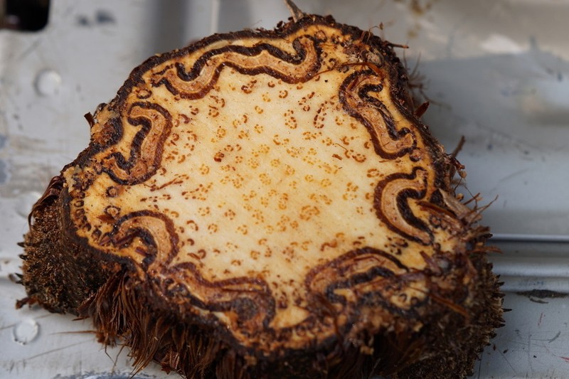 Cyathea fulva photo 3
