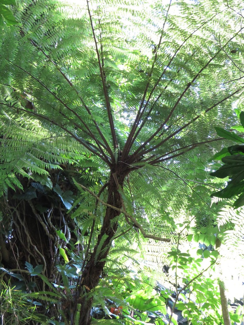 Cyathea fulva photo 4