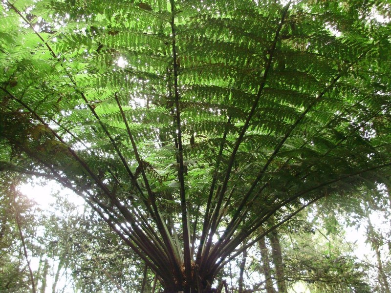 Cyathea fulva photo 5