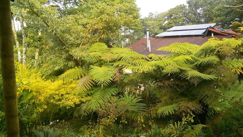 Cyathea fulva photo 6