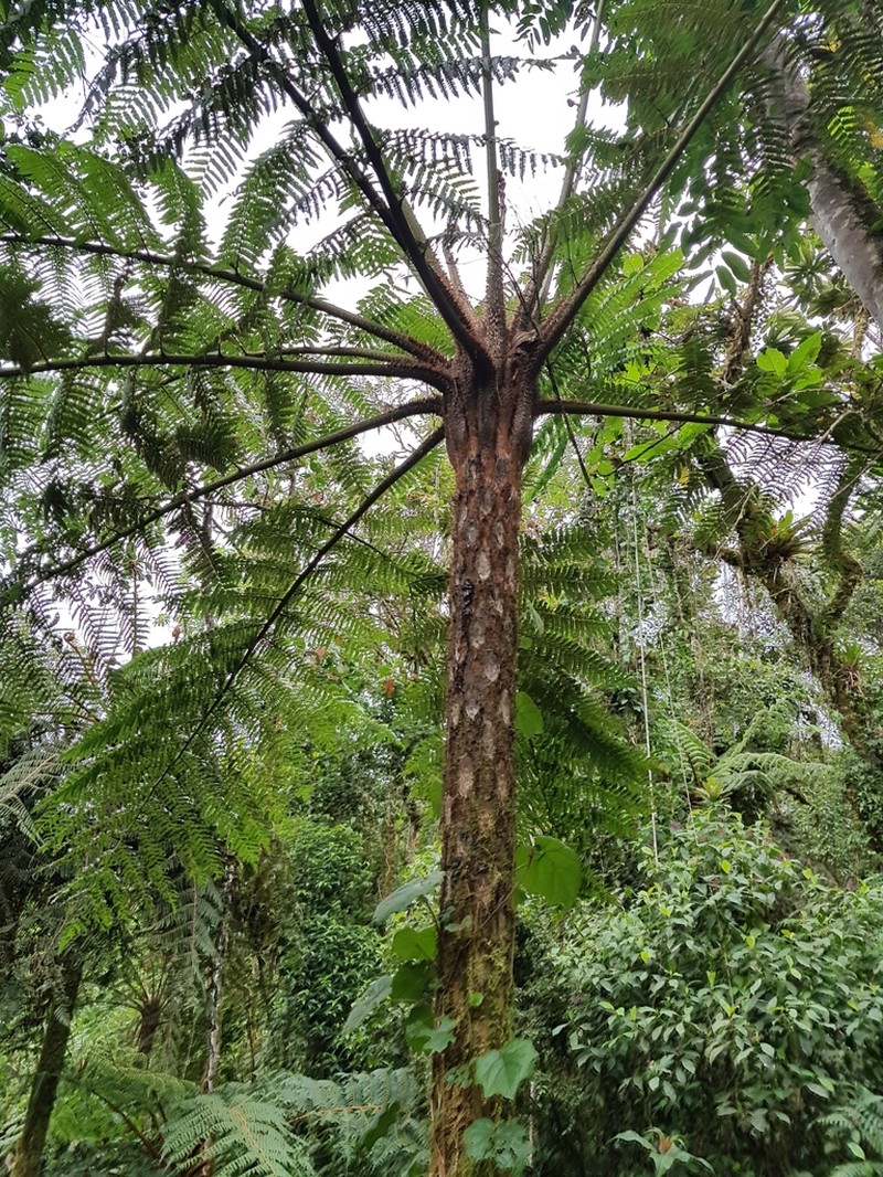 Cyathea fulva photo 7