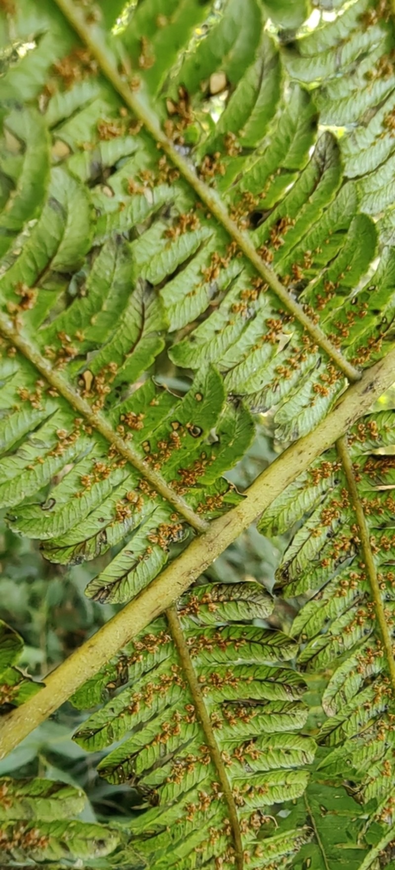 Cyathea fulva photo 8