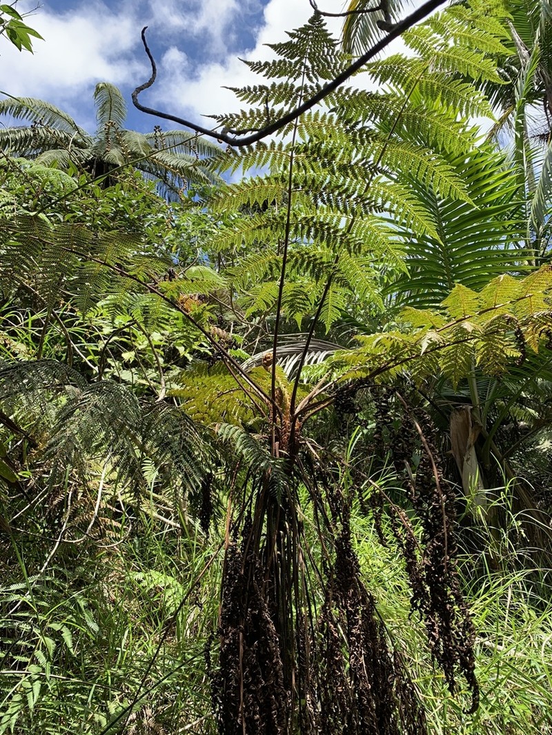 Jamaican Treefern