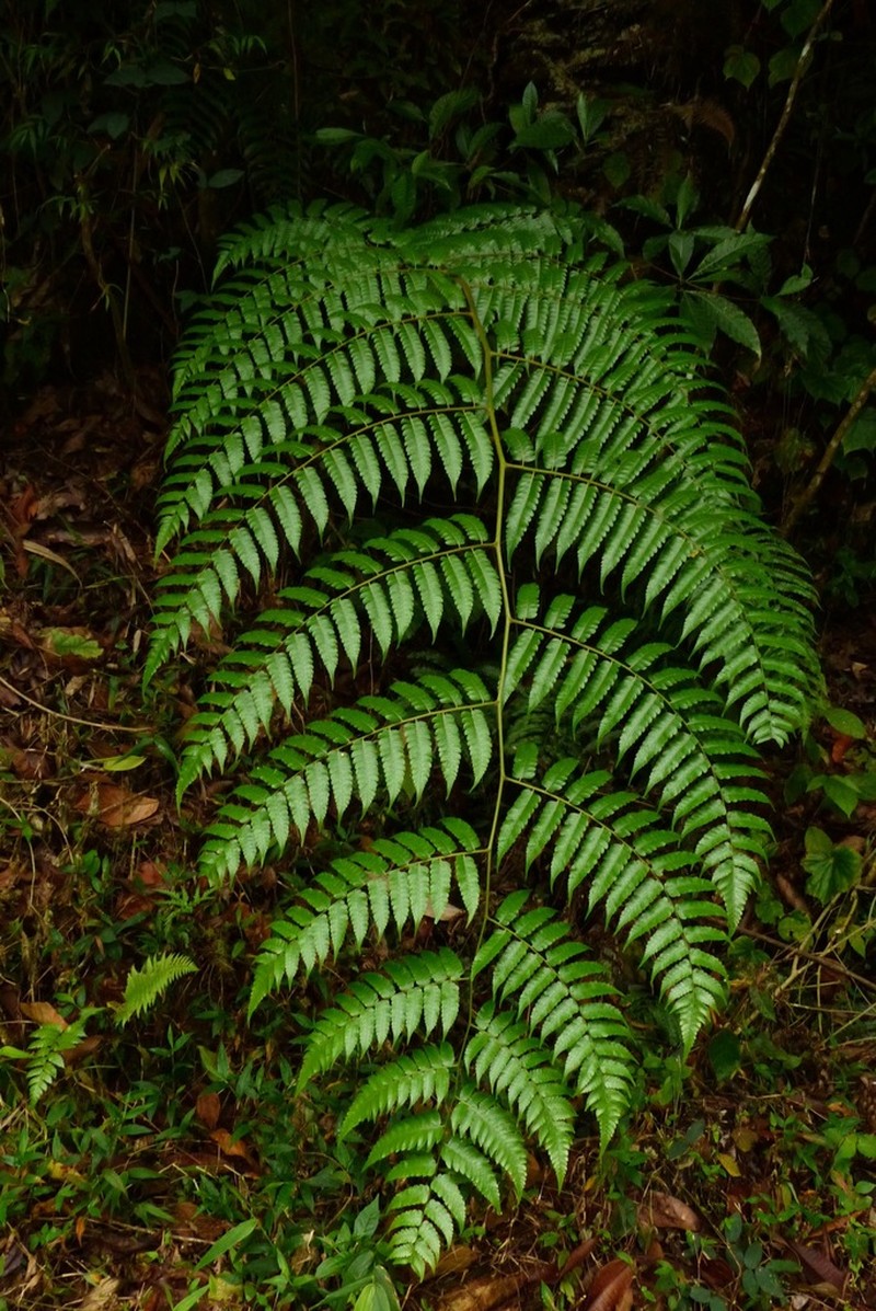 Cyathea gibbosa