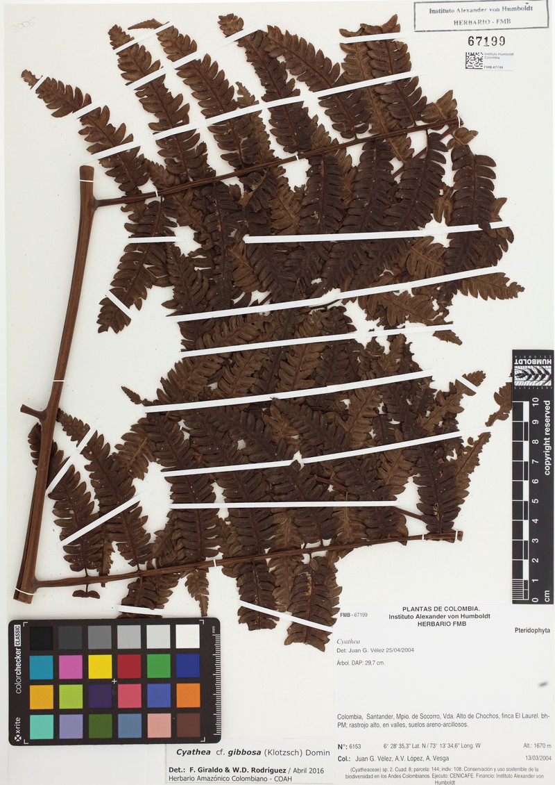 Cyathea gibbosa photo 2