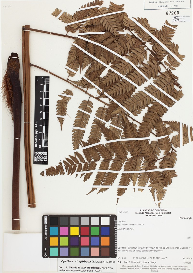 Cyathea gibbosa photo 3