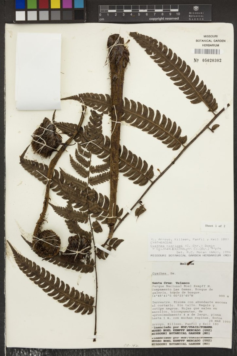 Cyathea gibbosa photo 4