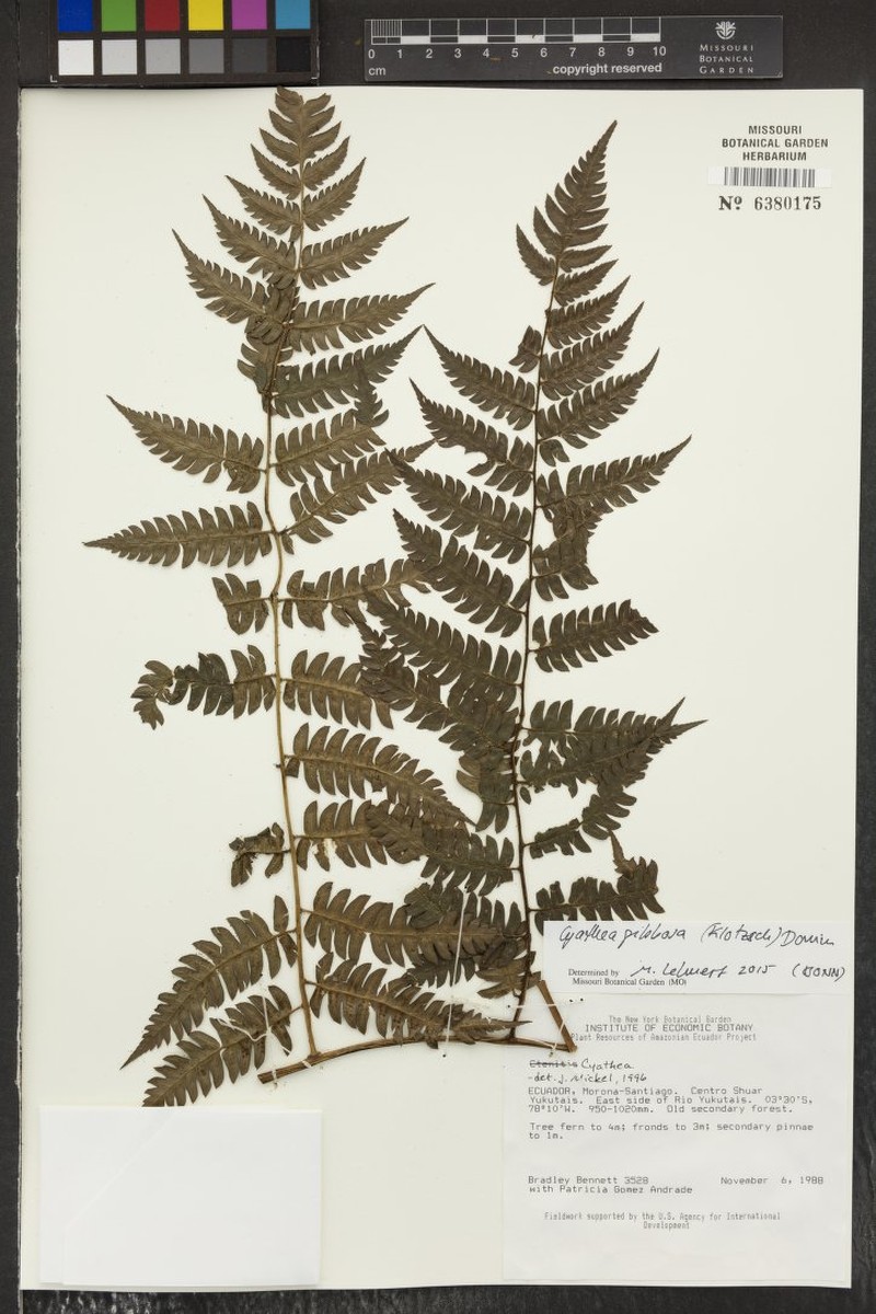 Cyathea gibbosa photo 5