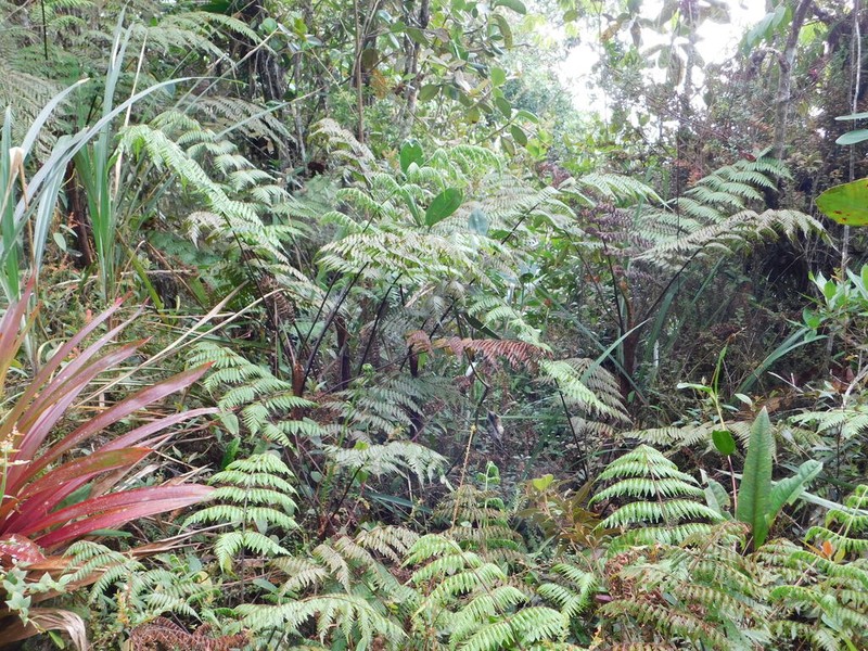Cyathea giraldoi