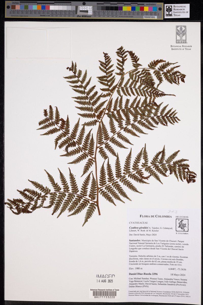 Cyathea giraldoi photo 2