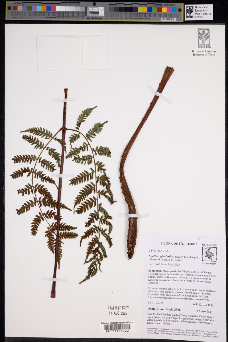 Cyathea giraldoi photo 3