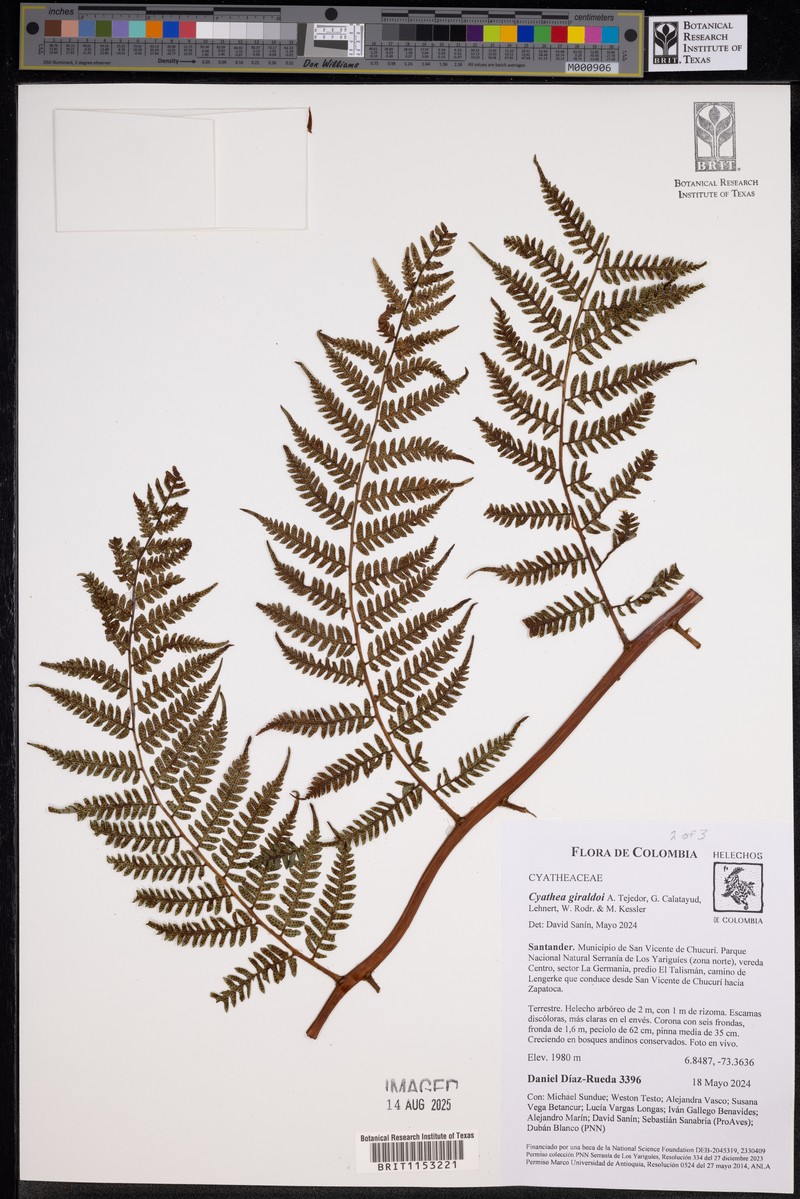 Cyathea giraldoi photo 4