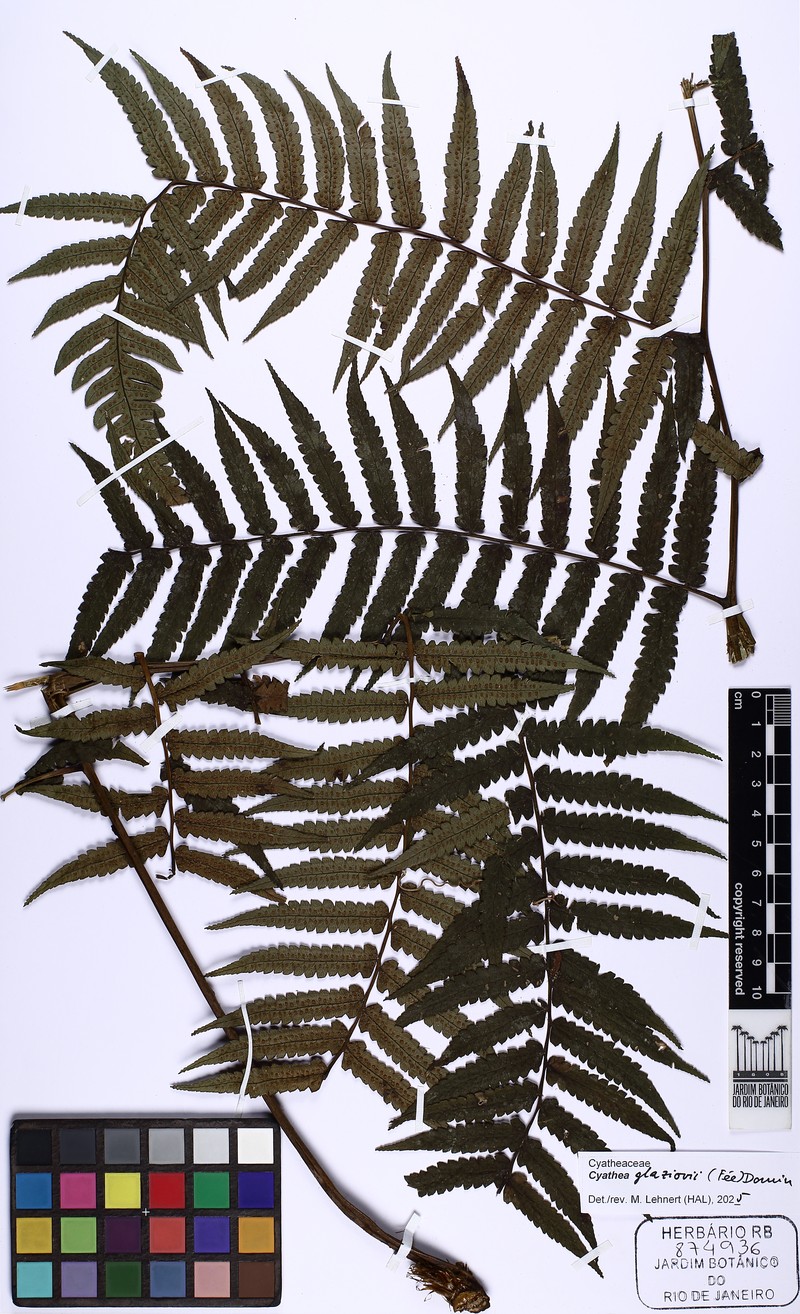 Cyathea glaziovii