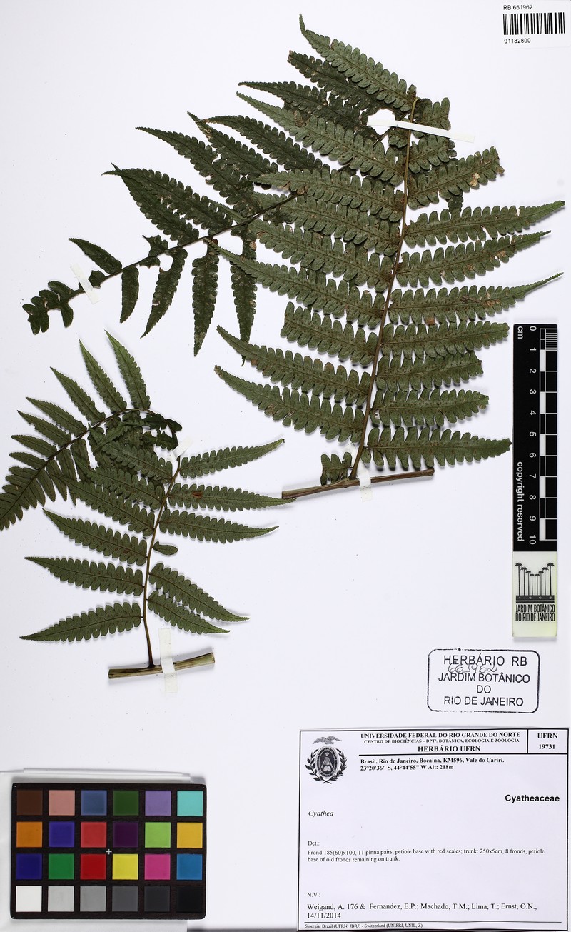 Cyathea glaziovii photo 2