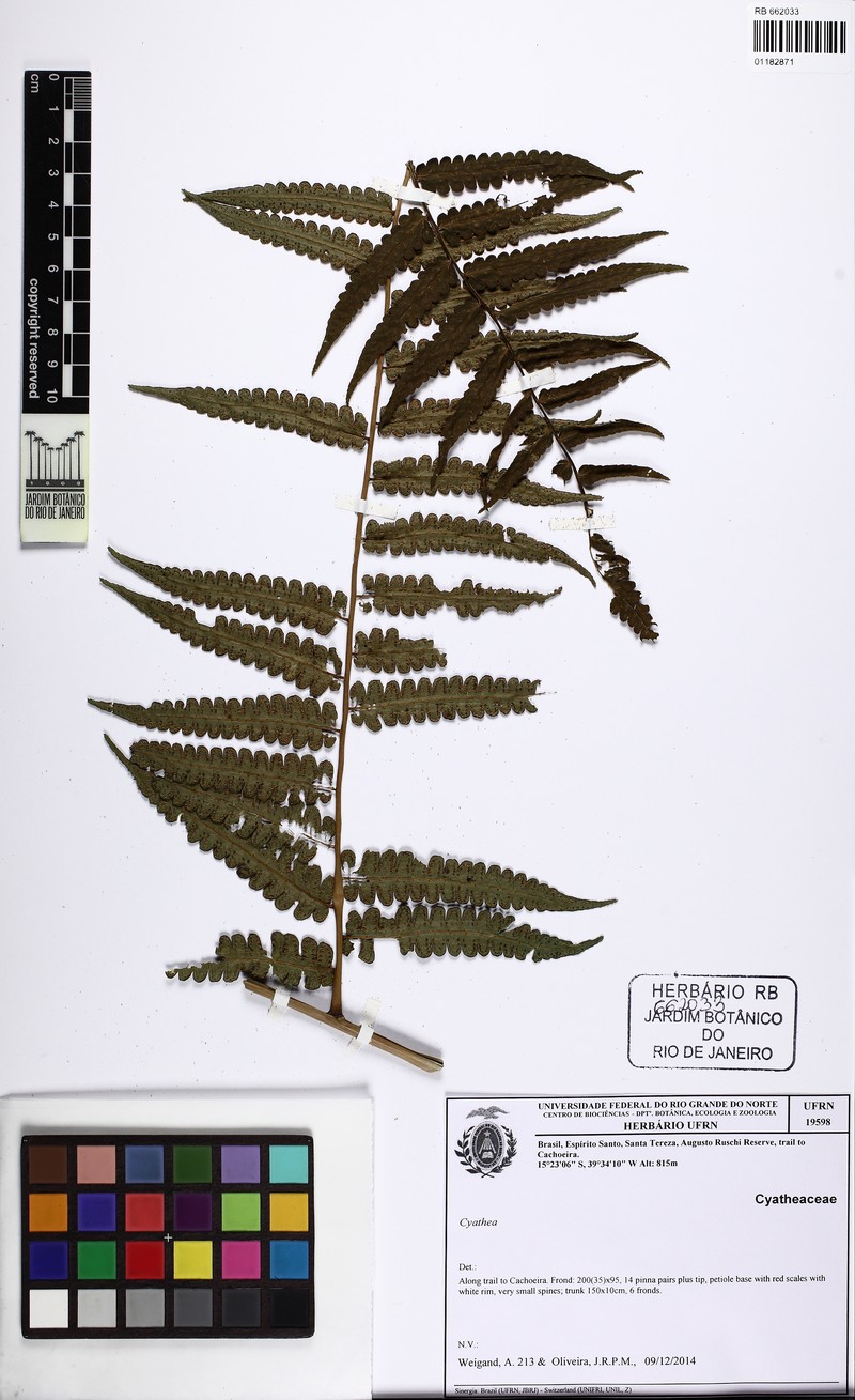 Cyathea glaziovii photo 3