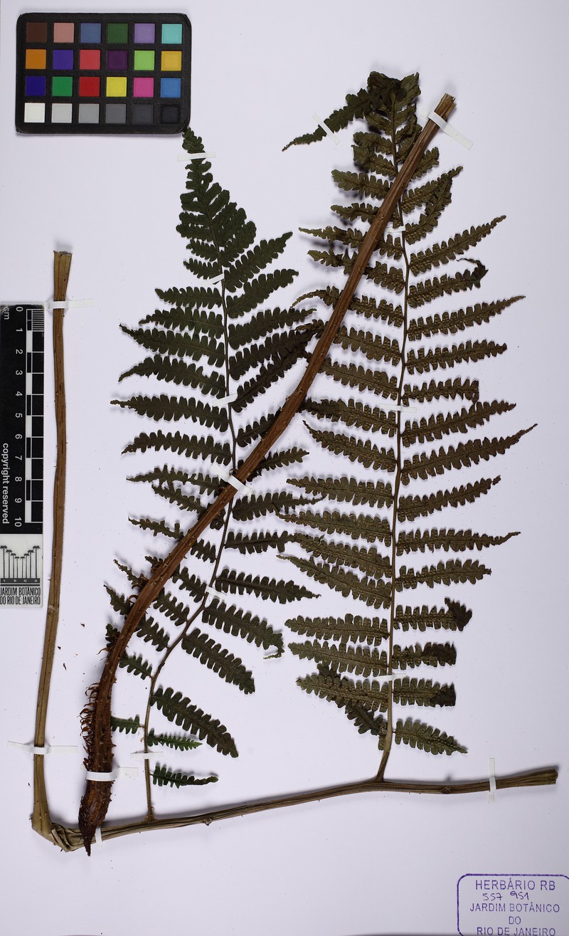 Cyathea glaziovii photo 4