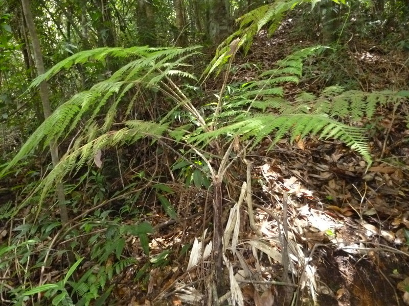 Cyathea godmanii