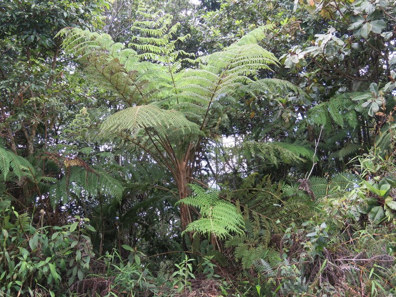 Cyathea godmanii photo 2