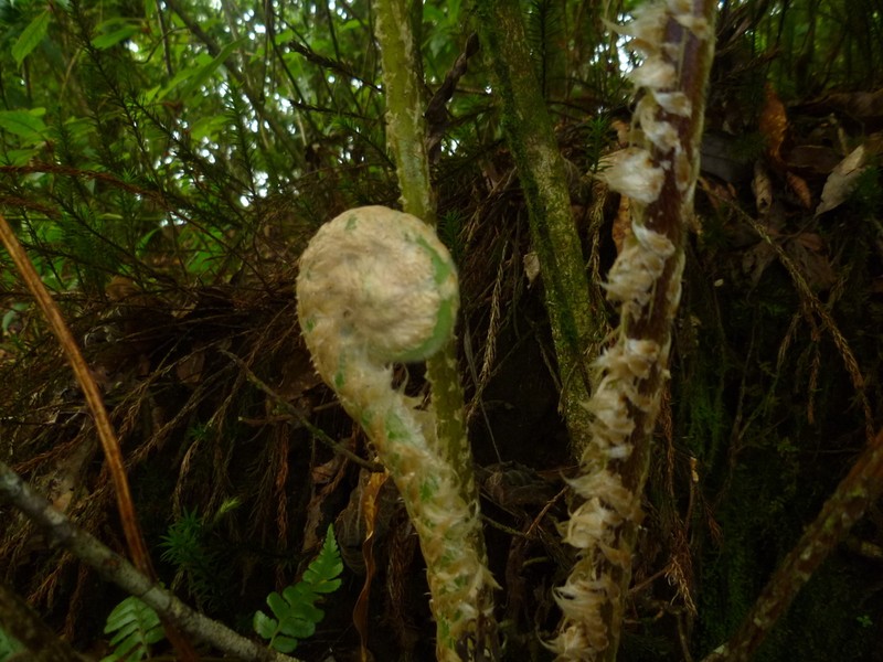 Cyathea godmanii photo 3
