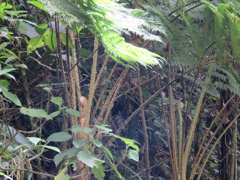 Cyathea godmanii photo 4