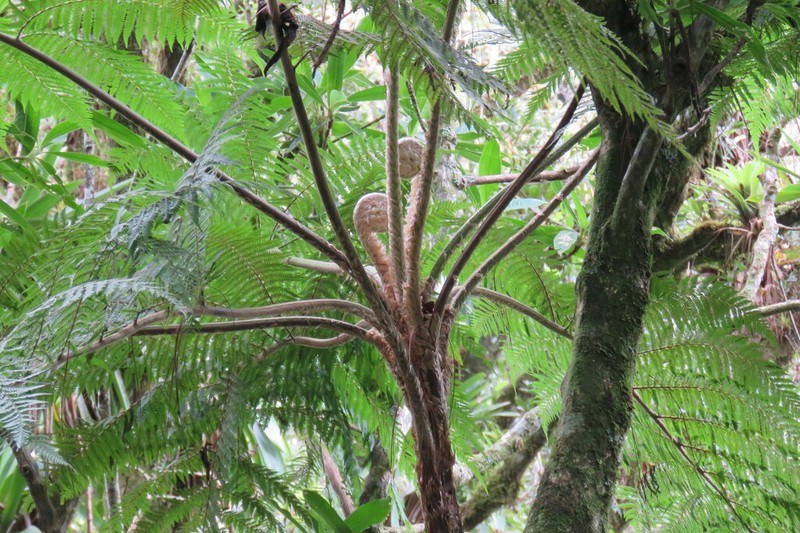 Cyathea godmanii photo 5