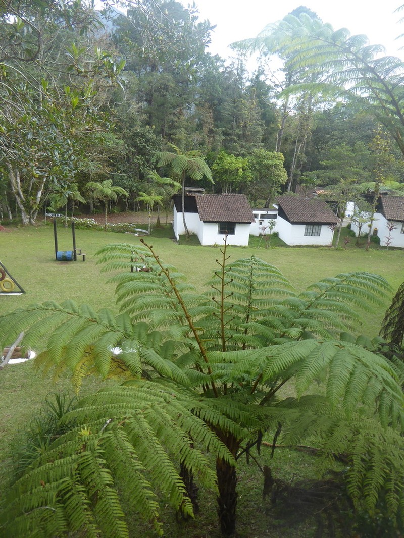 Cyathea godmanii photo 6