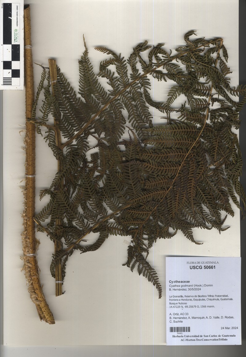 Cyathea godmanii photo 7