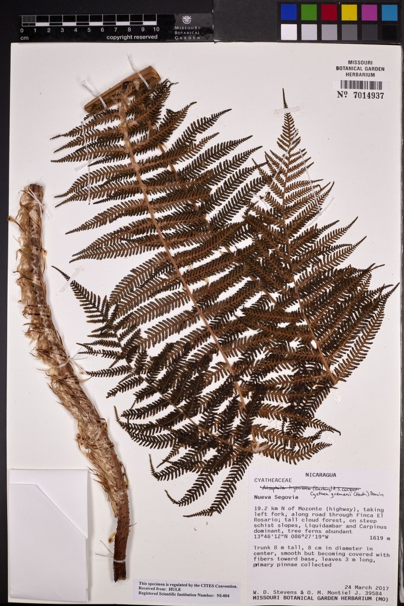Cyathea godmanii photo 8