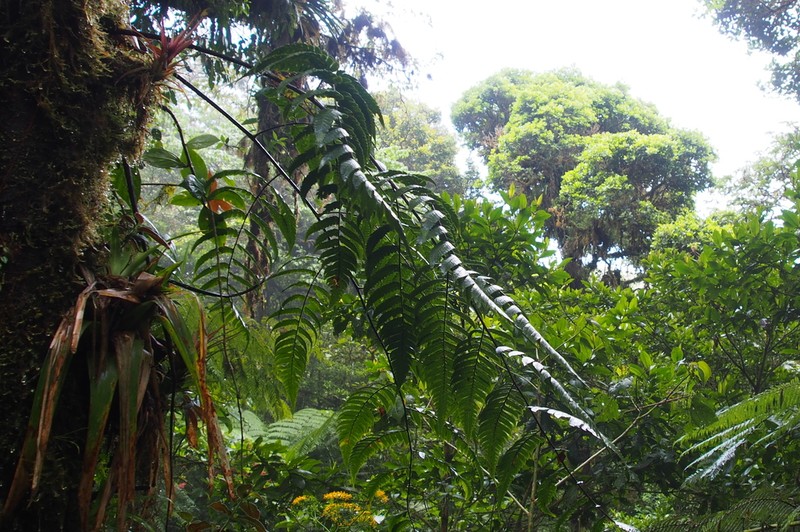 Cyathea gracilis photo 2