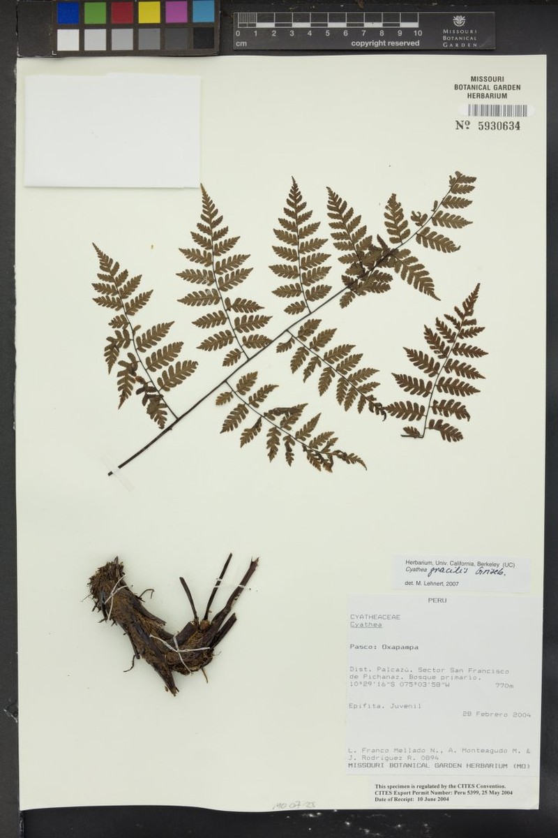 Cyathea gracilis photo 4